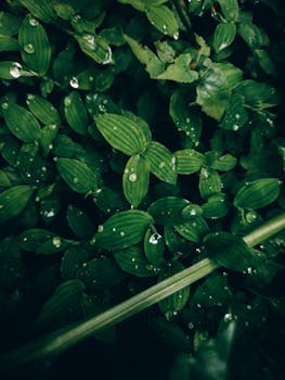 Close-up of lush green leaves with dew drops, capturing the essence of monsoon in KL, India.