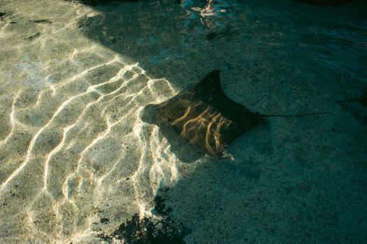 A serene image of a stingray in a tide pool reflecting sunlight, creating a beautiful aquatic scene.
