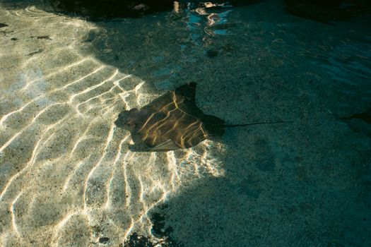 Stingray gracefully swimming in a sunlit tide pool, creating vibrant water reflections.
