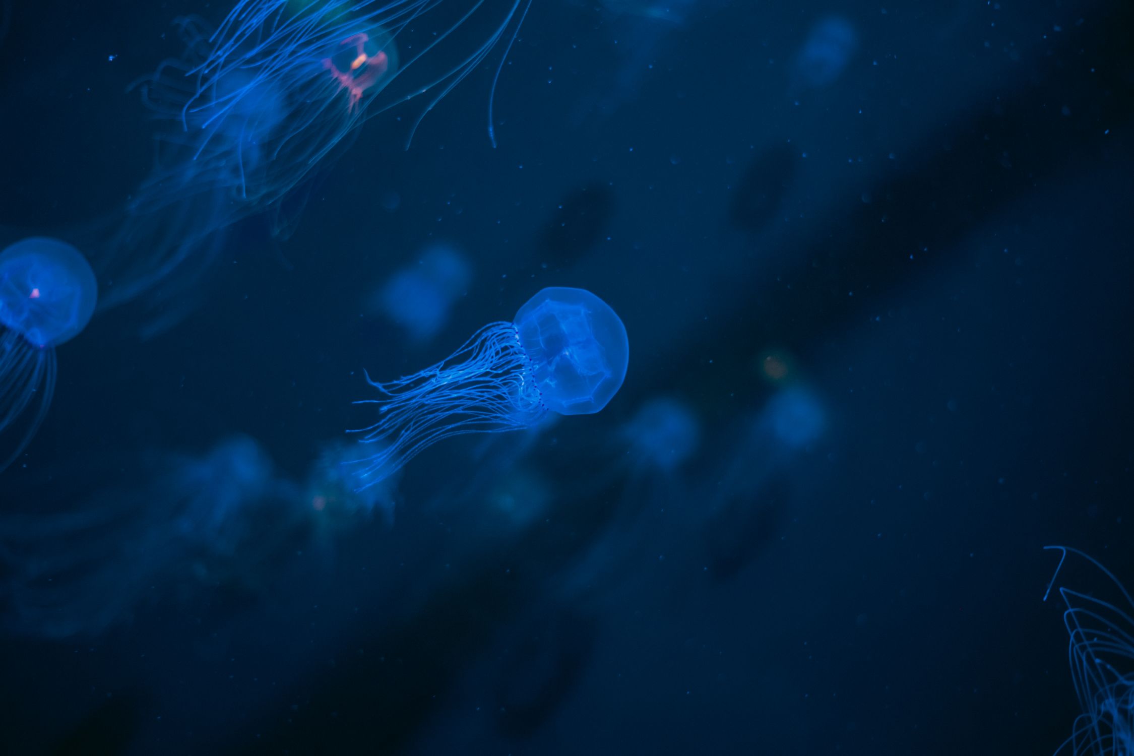 Ethereal Blue Jellyfish in Deep Ocean · Free Stock Photo