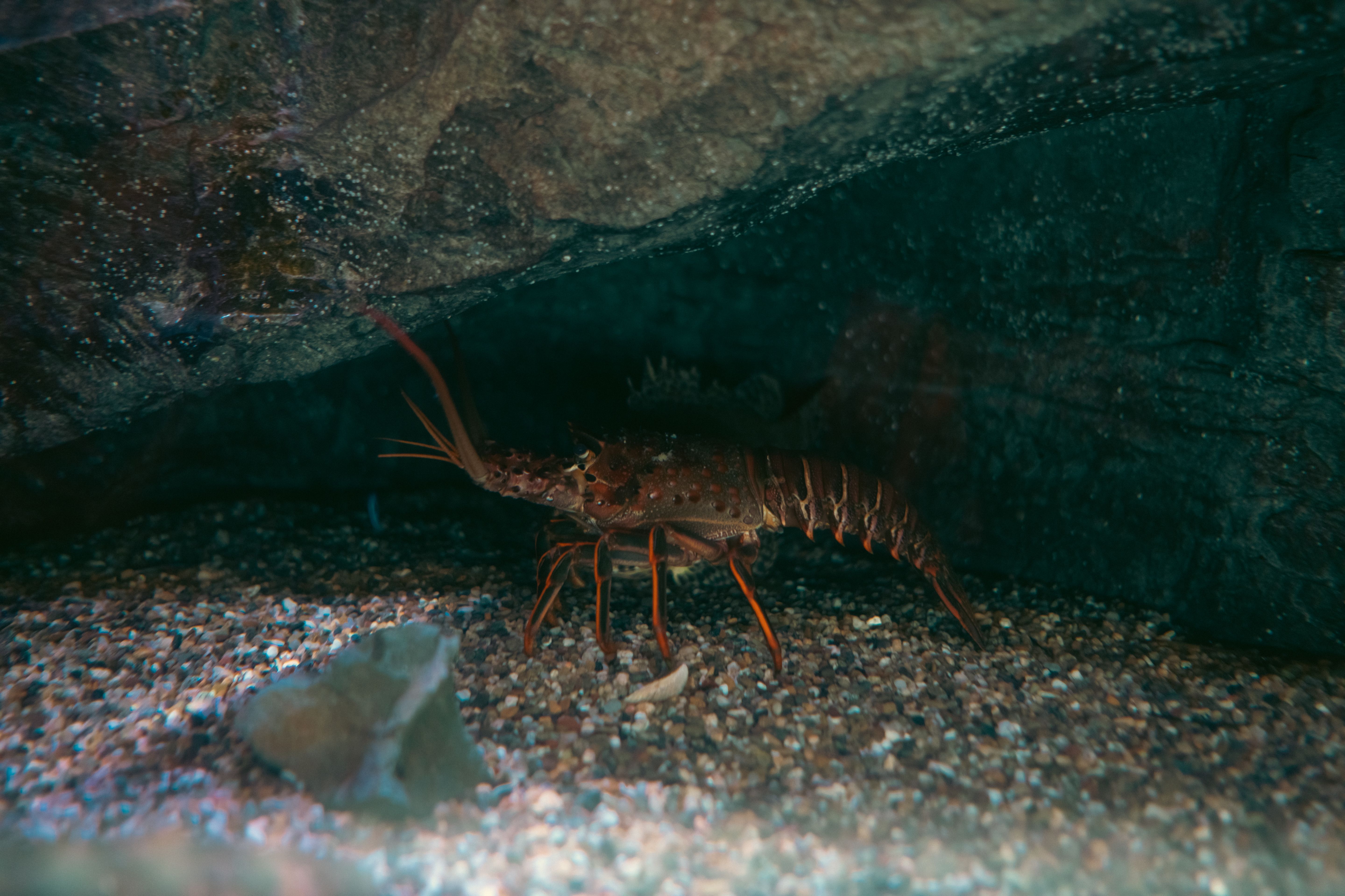 Upaya KKP Atasi Kendala Pakan dan Benih dalam Budi Daya Lobster serta Udang