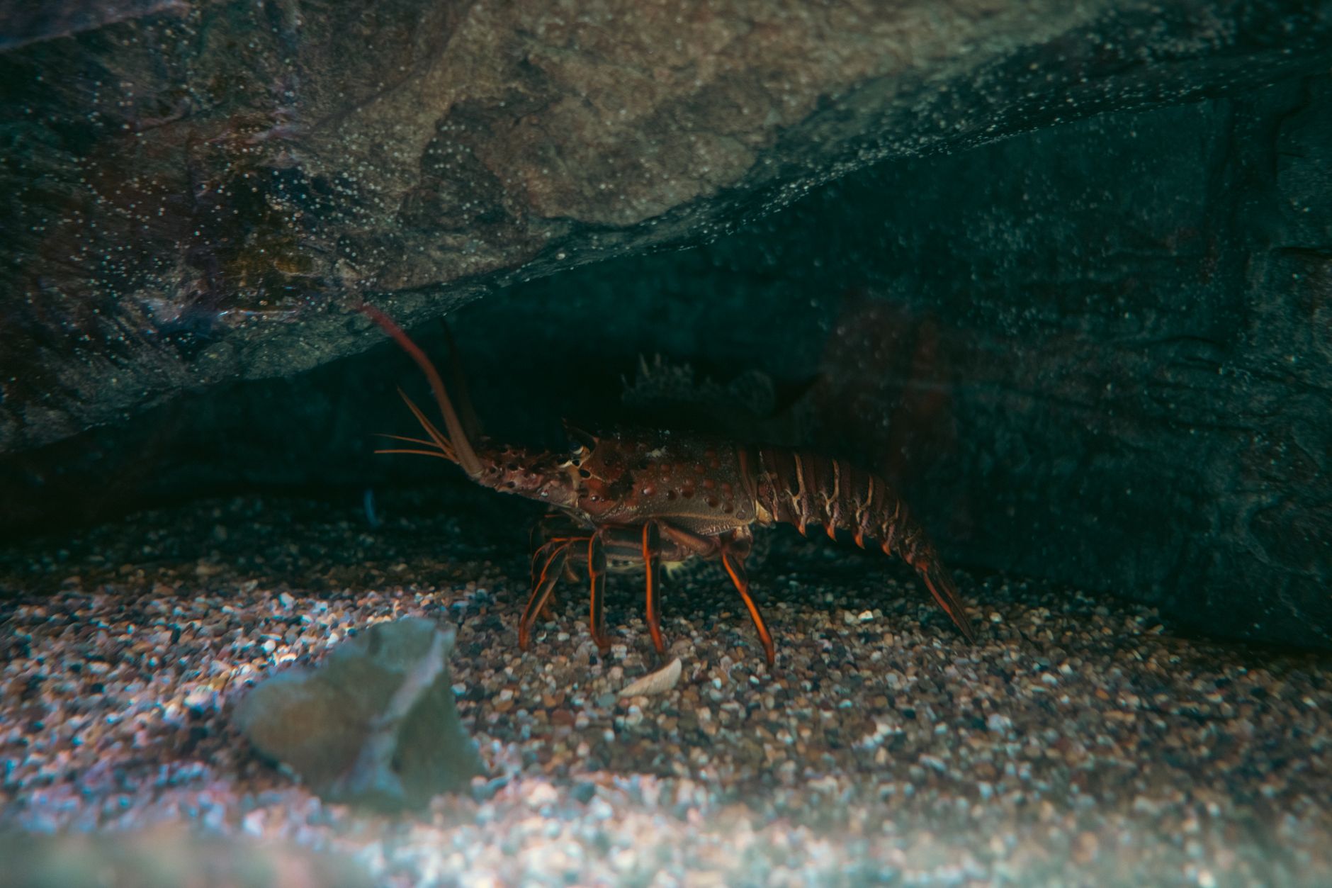 Upaya KKP Atasi Kendala Pakan dan Benih dalam Budi Daya Lobster serta Udang