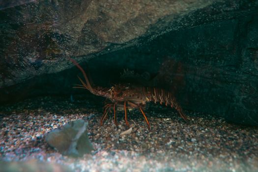 A close-up of a lobster under rocks in a natural aquarium environment, showcasing aquatic life.