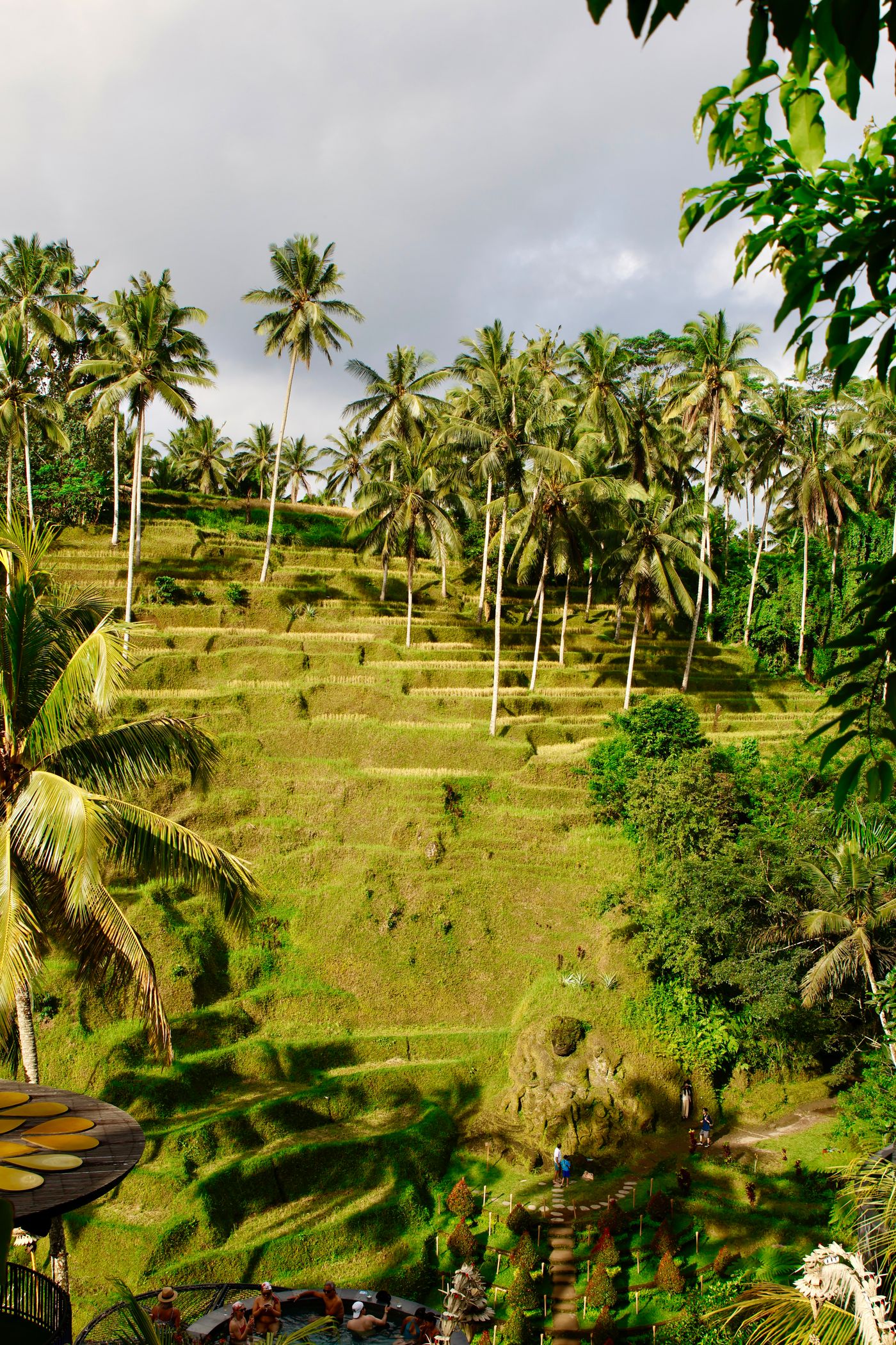 Aerial view of the terraced green rice paddies at Tegallalang near Ubud in Bali