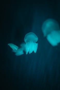 Enchanting close-up of glowing jellyfish in deep blue aquatic ambiance.
