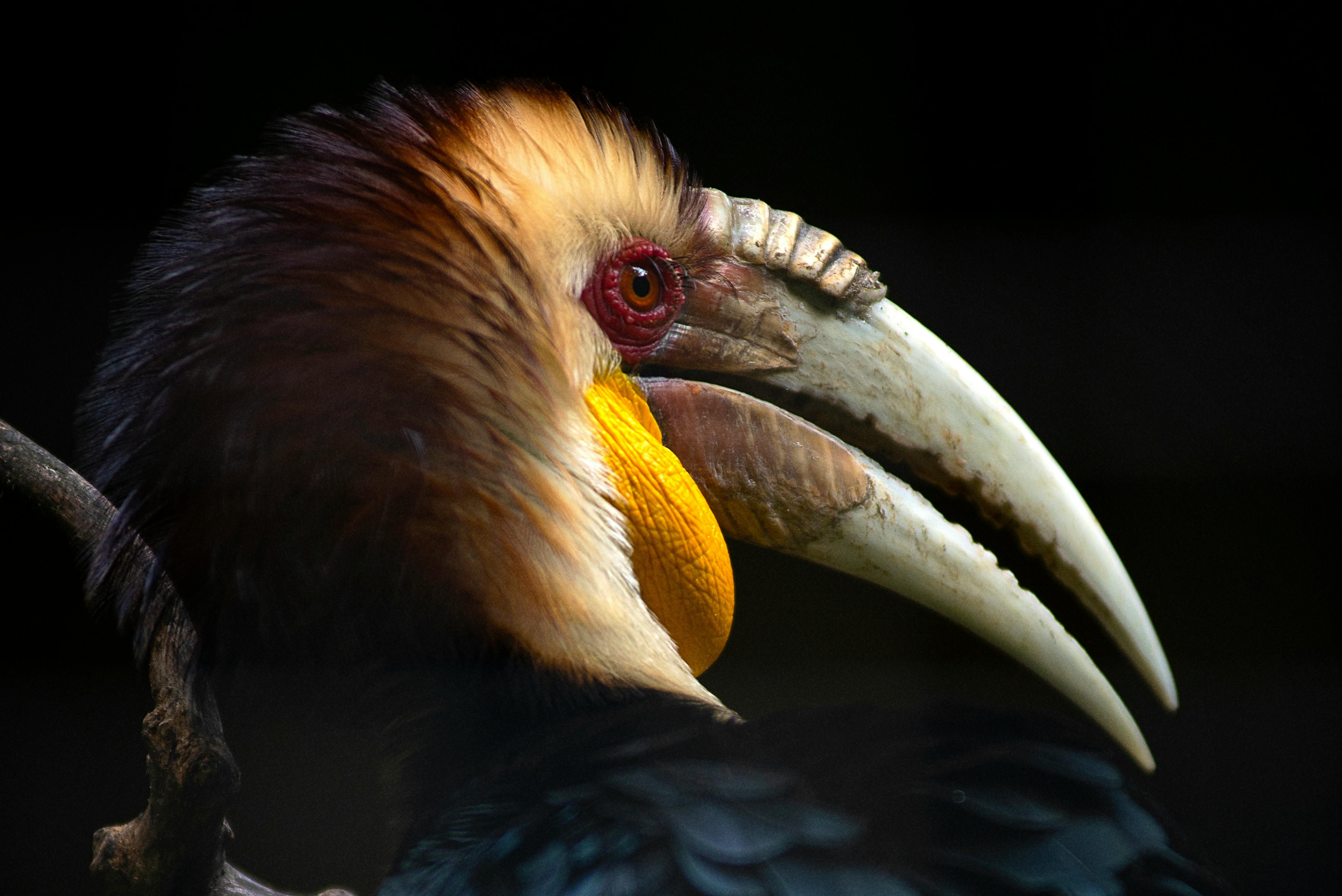 Gratuit Portrait détaillé d'un calao couronné mettant en valeur son bec unique et son plumage coloré. Photos