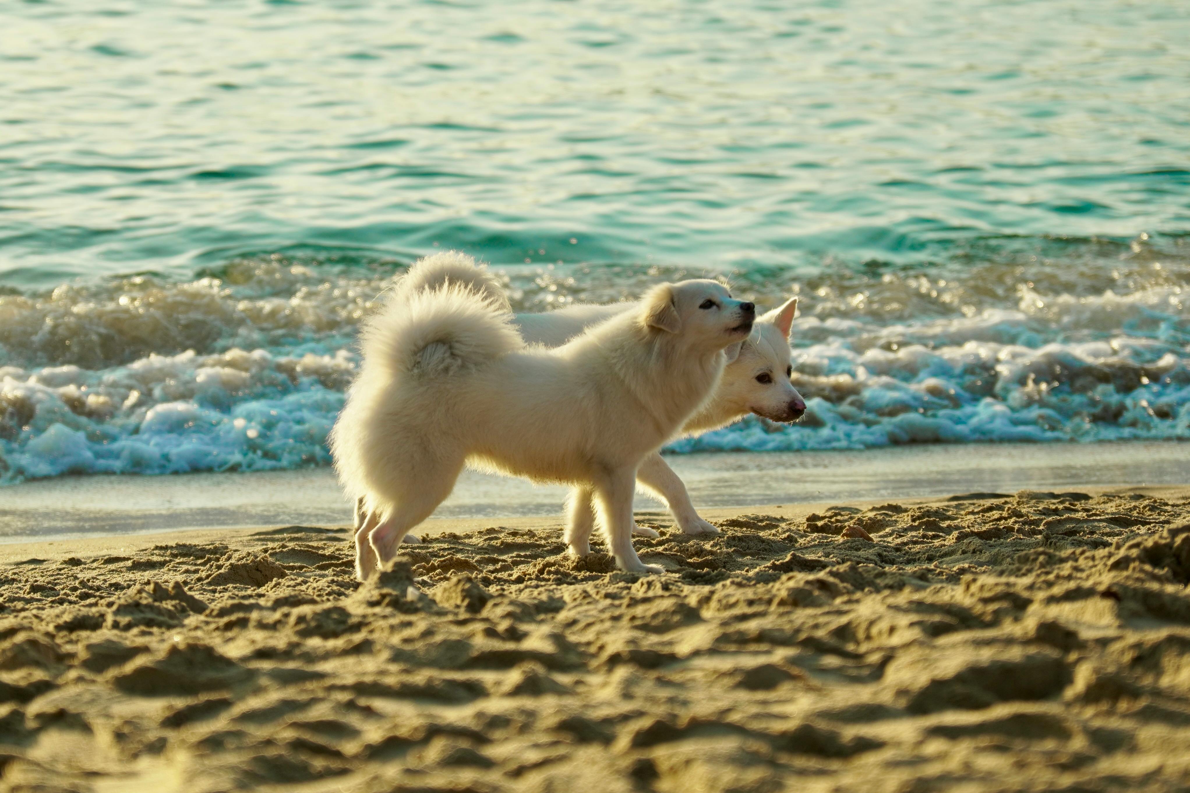 pet lifestyle pets lifestyle — Photo by Tuan Vy on Pexels