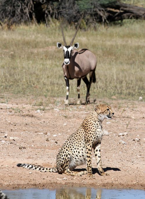 Free A cheetah and an oryx stand in the open savanna, showcasing African wildlife. Stock Photo
