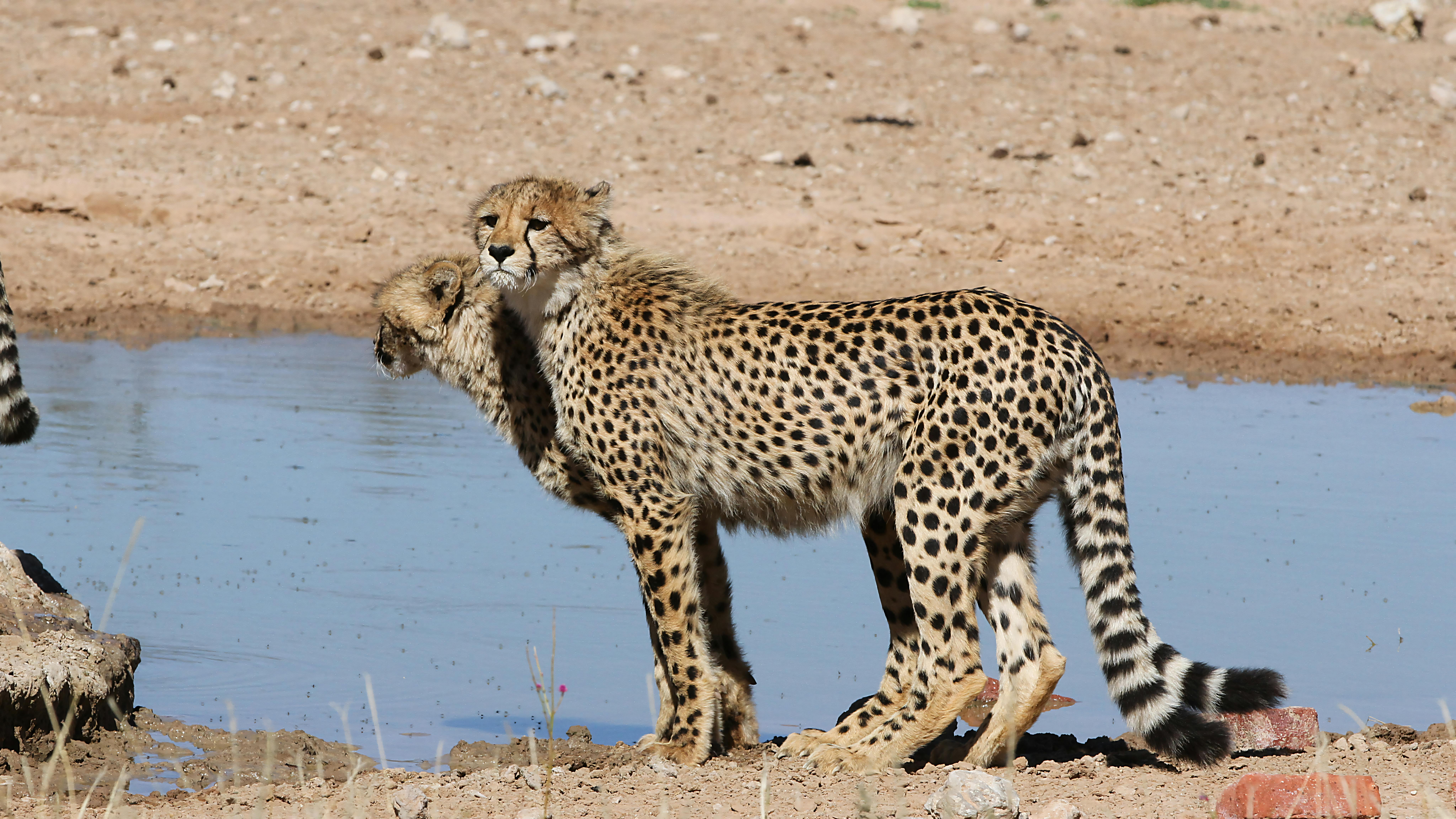 Discover the Big Five: Wildlife Safaris in Africa