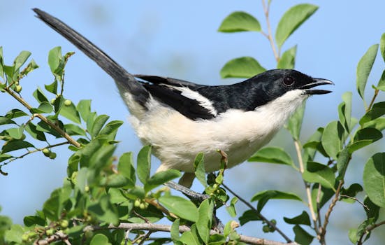 A vibrant tropical boubou (Laniarius major) perches on a lush green tree branch in its natural habitat.