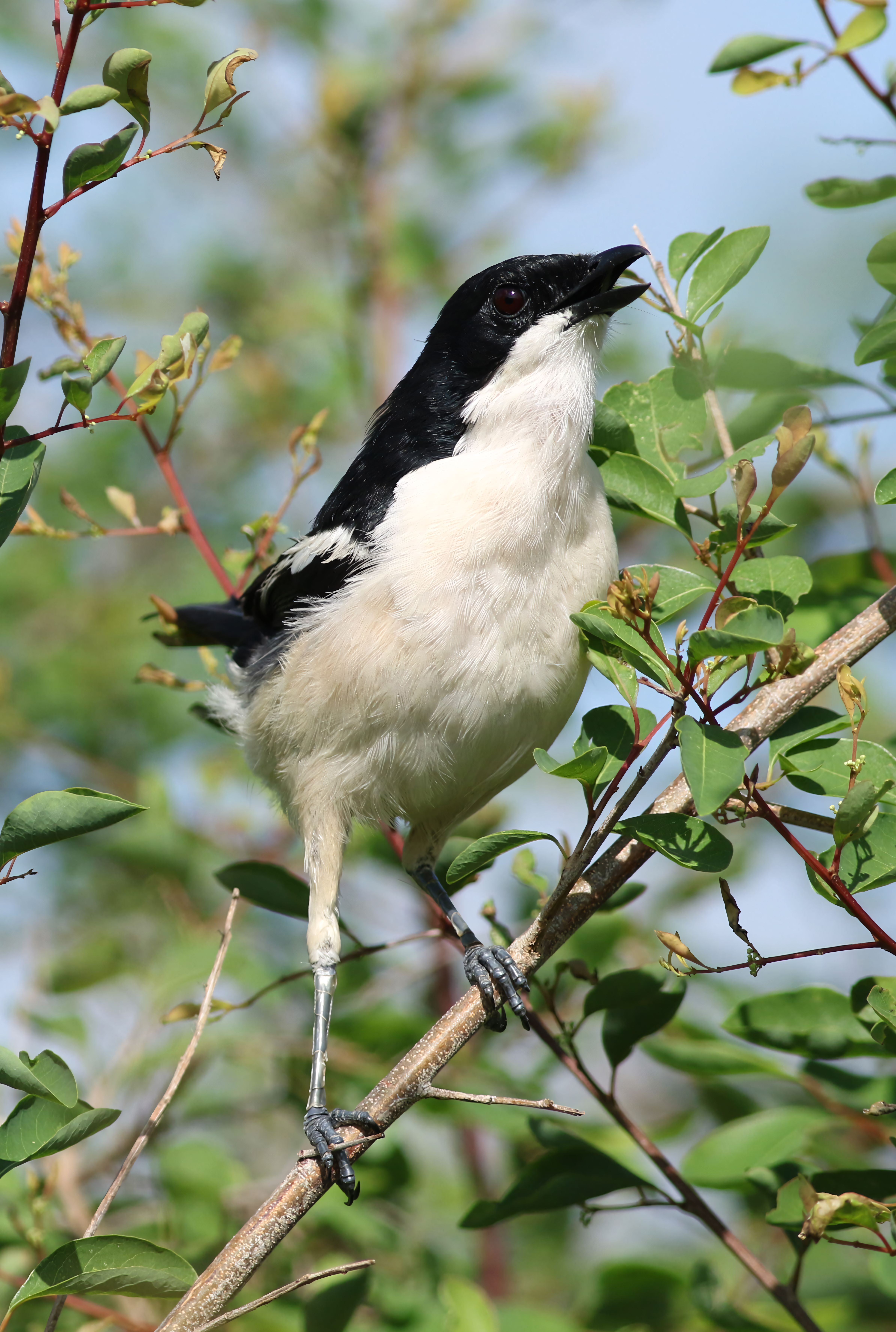 A Tropical Boubou (Laniarius major) perched in natural habitat in Zimbabwe.