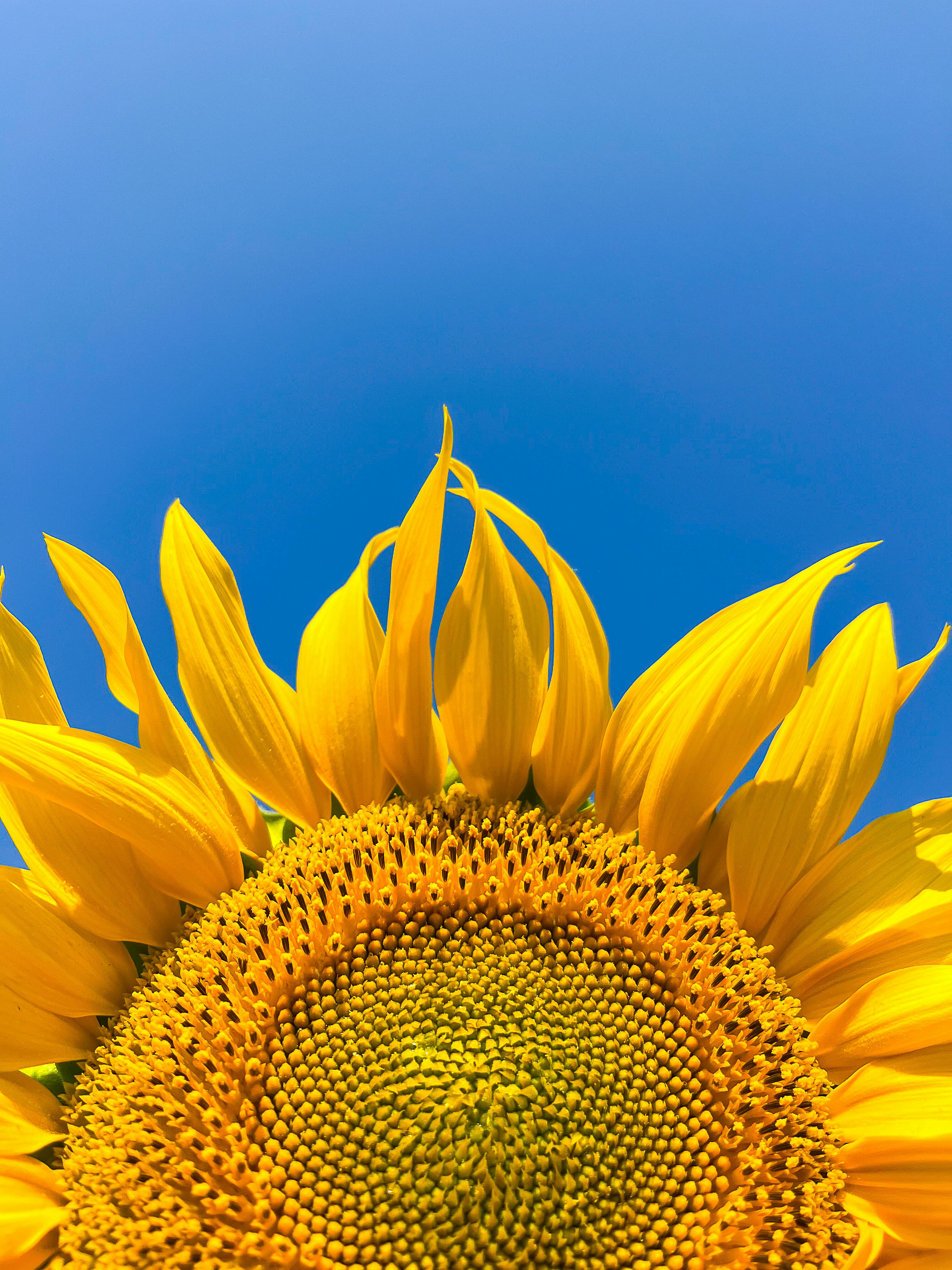 Close-up of a bright sunflower against a clear blue sky in Satara, India.