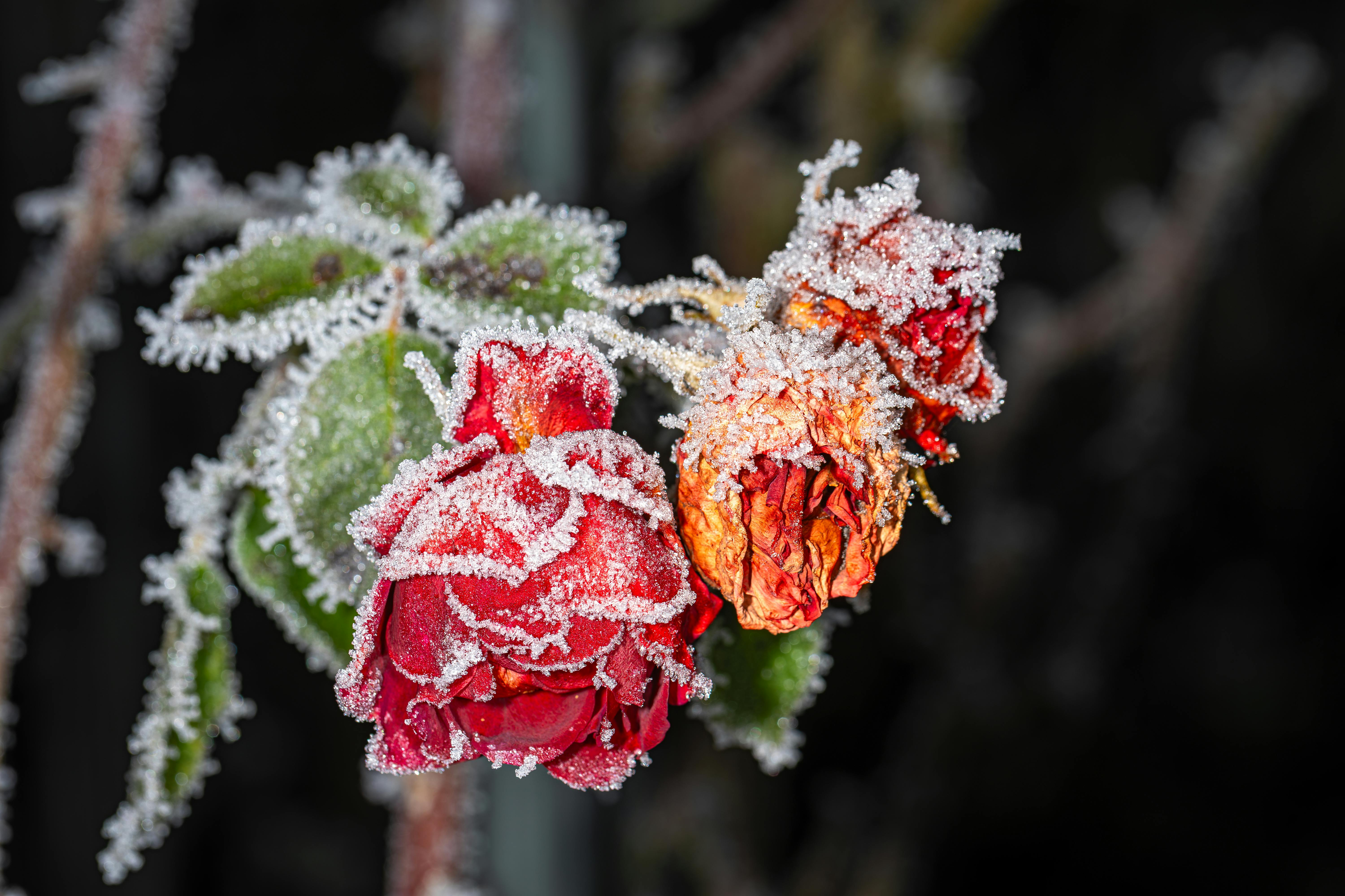 Close-up of red roses covered in frost, showcasing winter beauty.