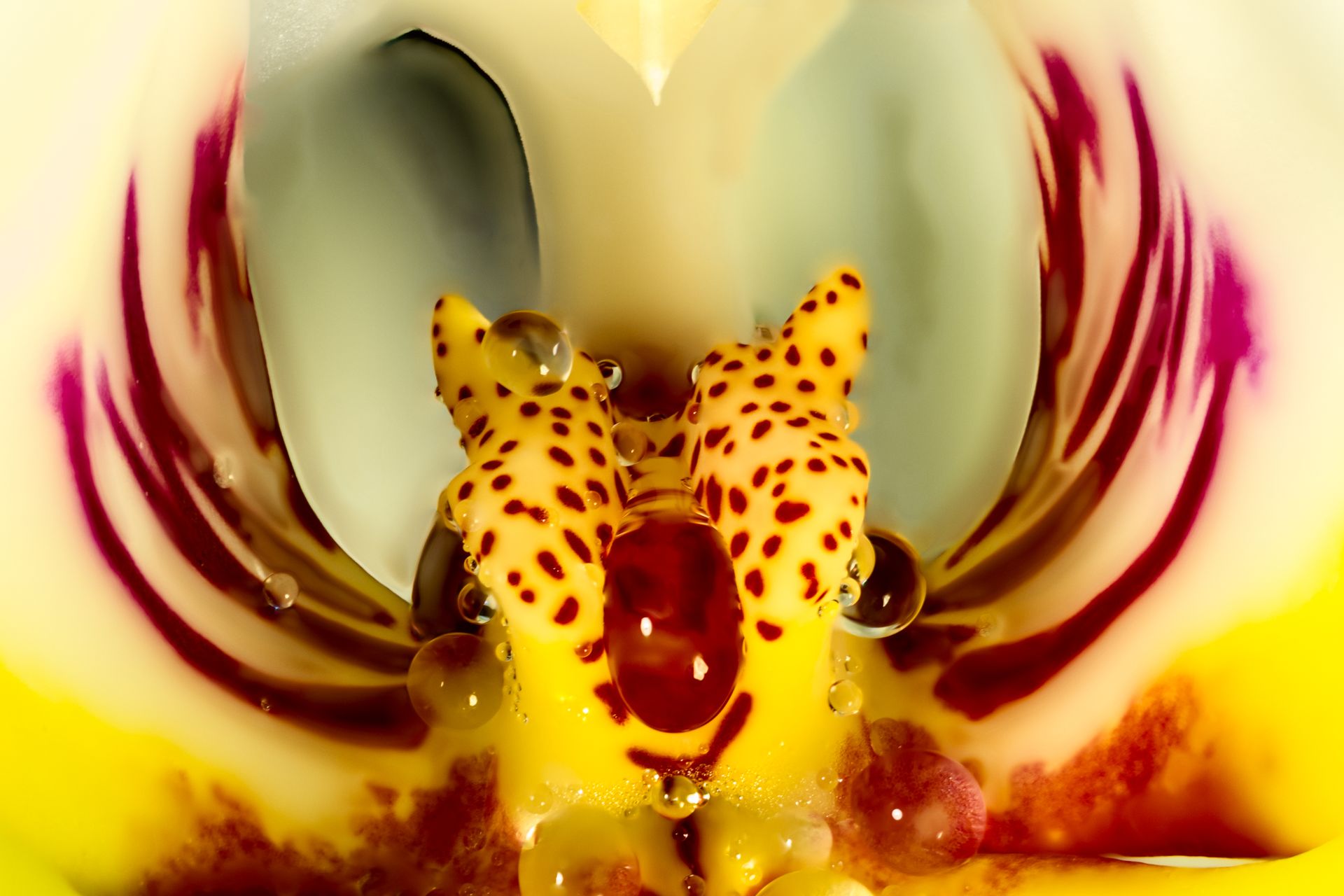 Intricate macro capture of a vibrant yellow orchid's unique interior structure with spotted patterns.