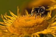 Close-up of a Bee Pollinating a Yellow Flower