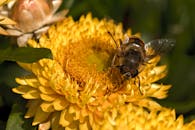 Macro Shot of a Bee on a Bright Yellow Flower