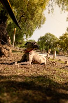 Xoloitzcuintli dog enjoying a sunny day lying on grass beneath trees outdoors.