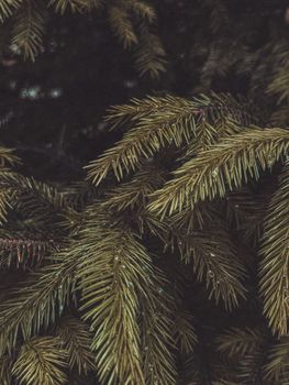 dark green pine boughs