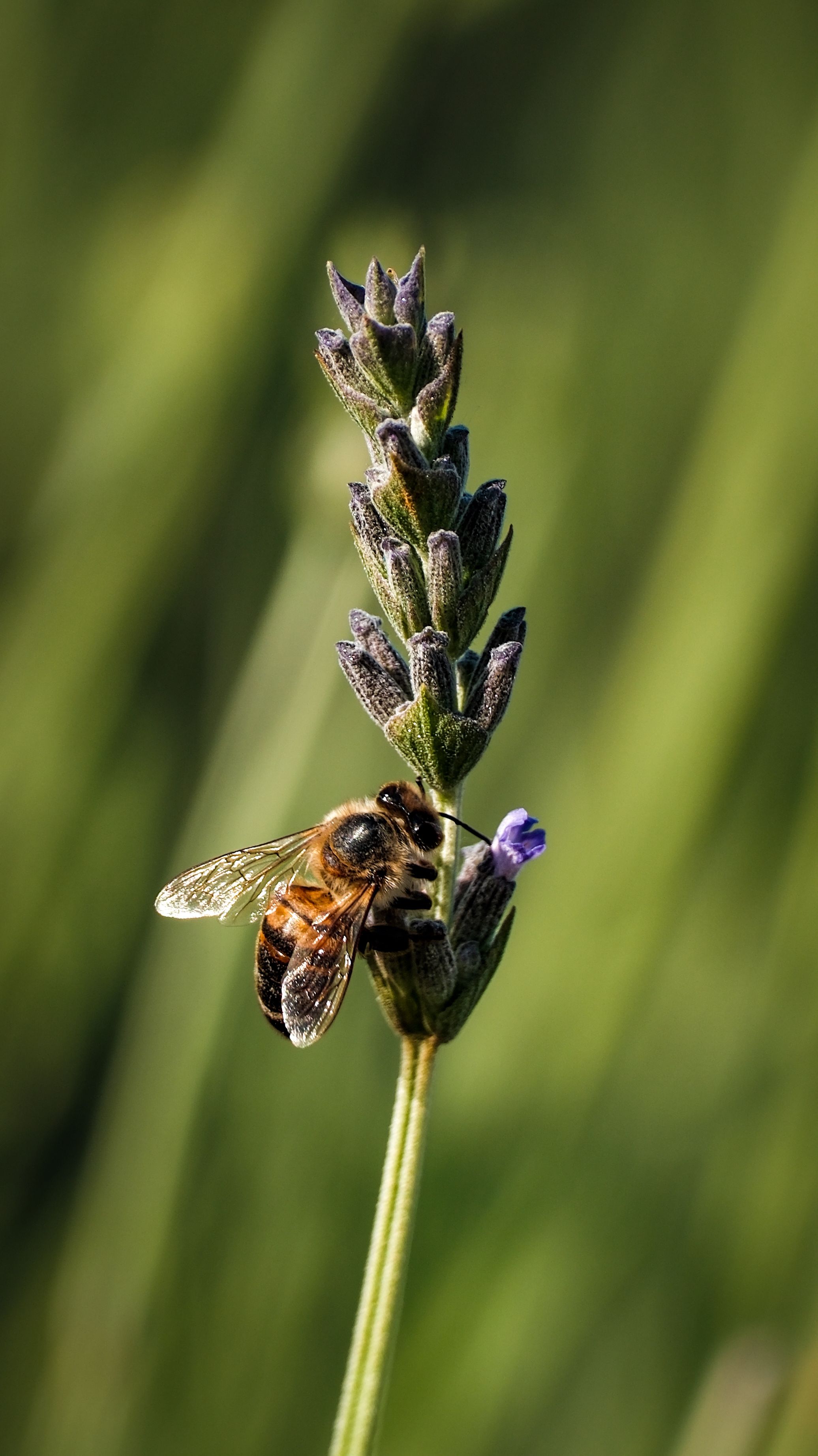 Fotomural Una toma detallada de una abeja polinizando una flor de lavanda, mostrando la belleza de la naturaleza.