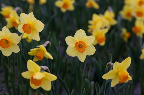 Free Bright yellow daffodils with orange centers blooming in a lush spring garden. Stock Photo