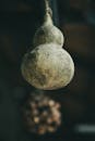 Close-Up of Dried Gourd Hanging Indoors