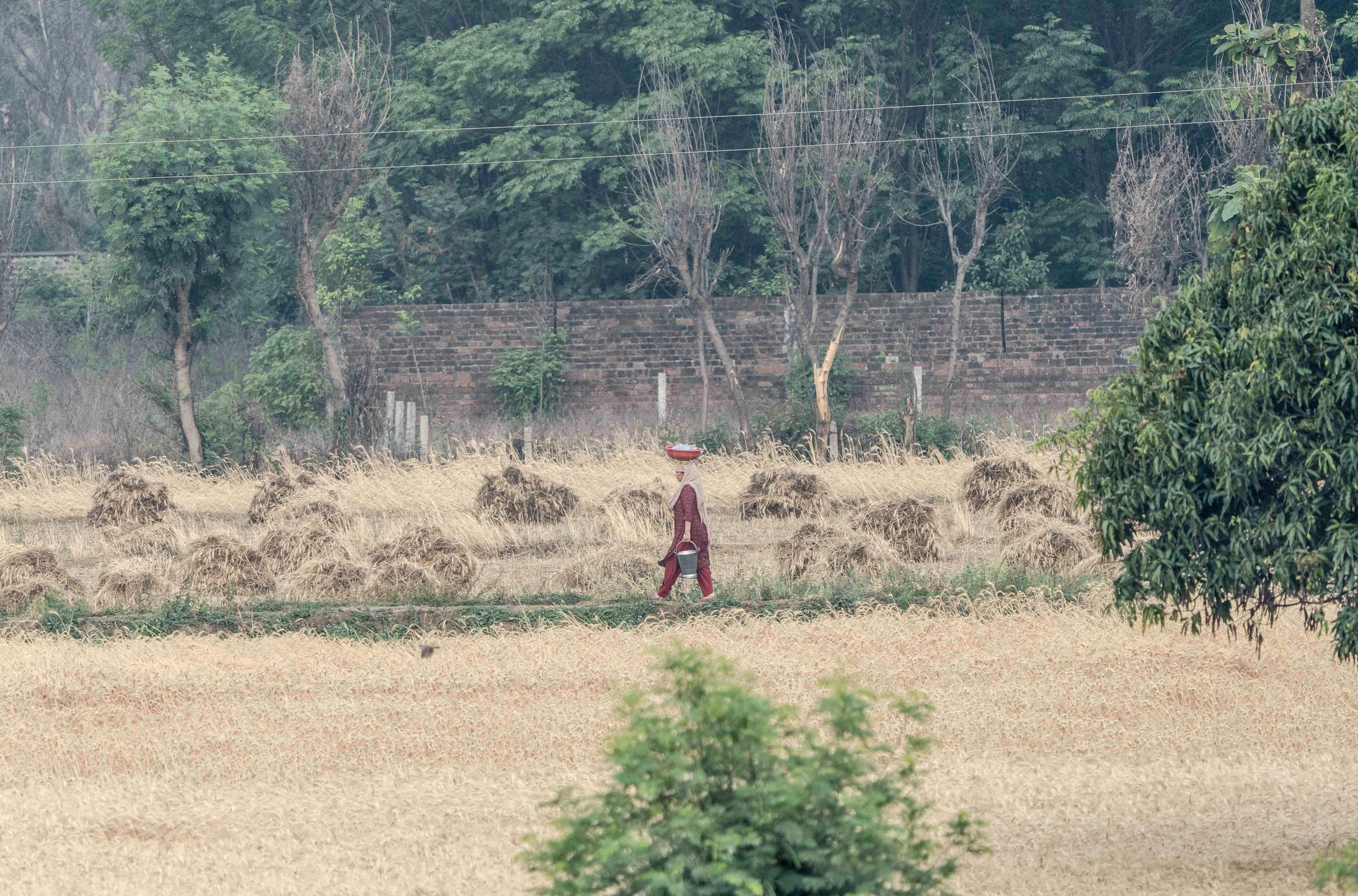 Many farmers utilize life insurance for farm financing — Photo by Rajesh S  Balouria on Pexels