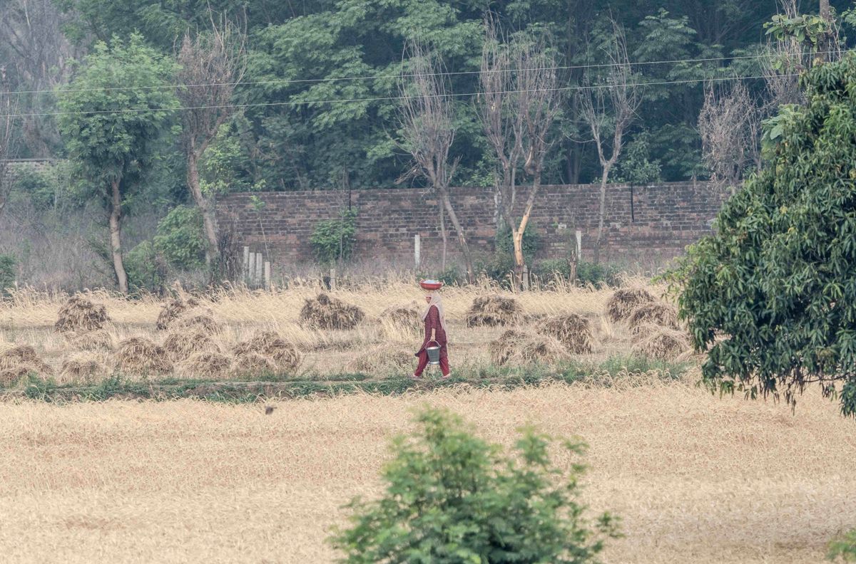 Farmer walking through a green wheat field, reflecting the canal-irrigated farm economy that digital marketing in Hanumangarh supports