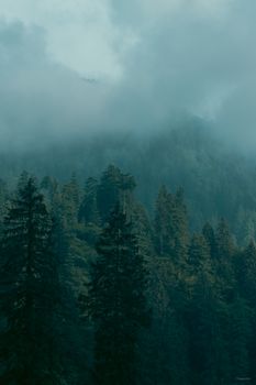 Serene view of a misty forest in Himachal Pradesh, India, enveloped by clouds.