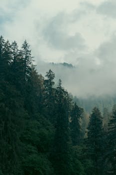 A serene landscape of misty evergreen forests in Himachal Pradesh, India, capturing tranquility and nature's beauty.