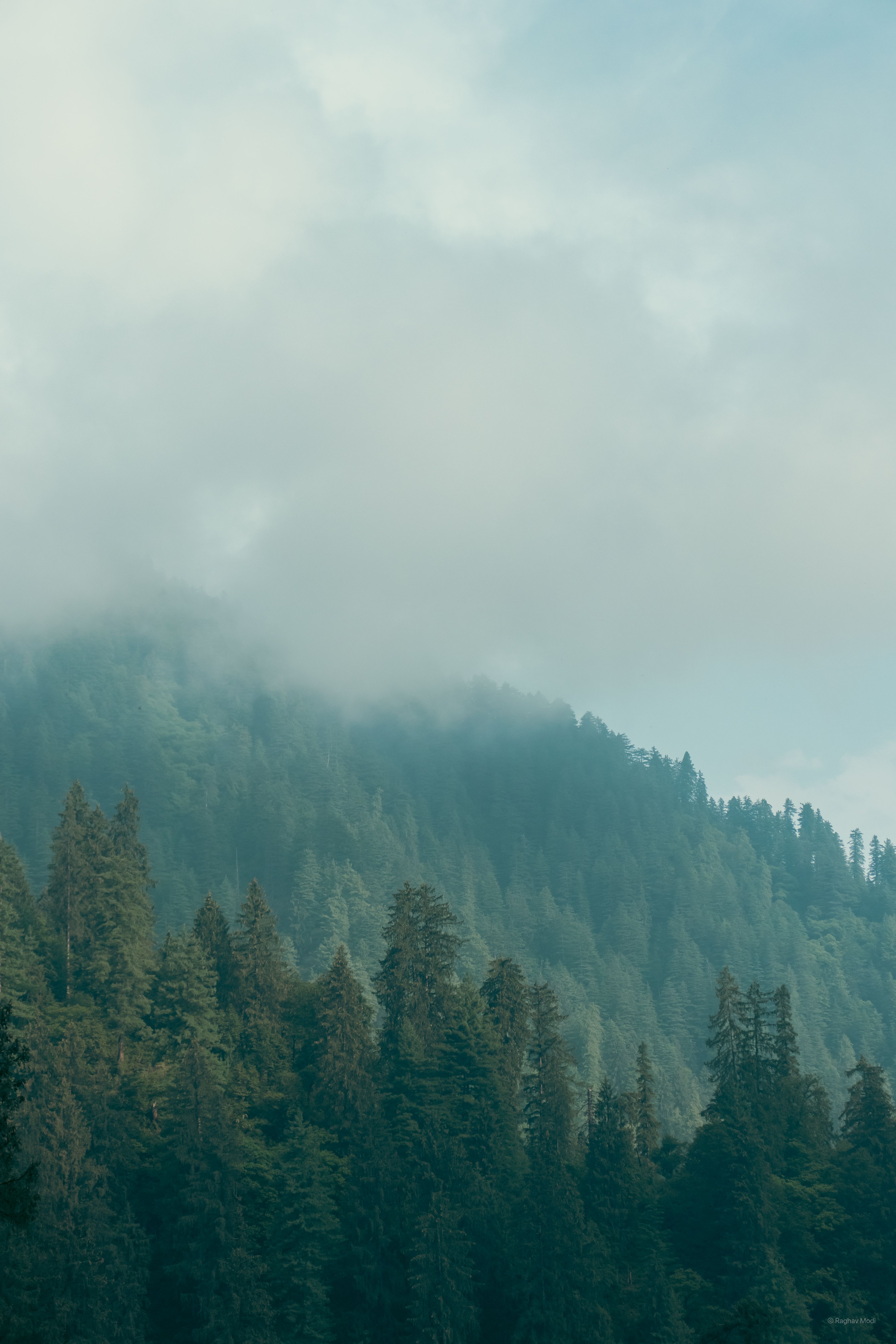 Serene Autumn Forest Landscape with Tall Pine Trees · Free Stock Photo