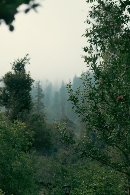 Free Misty forest landscape in Himachal Pradesh, India, showcasing tranquil natural beauty. Stock Photo