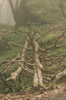 Explore a serene misty forest with fallen trees creating a natural pathway.