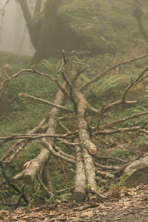 Free Explore a serene misty forest with fallen trees creating a natural pathway. Stock Photo
