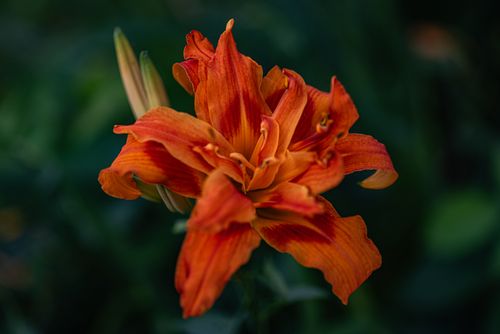 Free A striking red-orange daylily in full bloom captured outdoors in Shelby, Ohio. Stock Photo