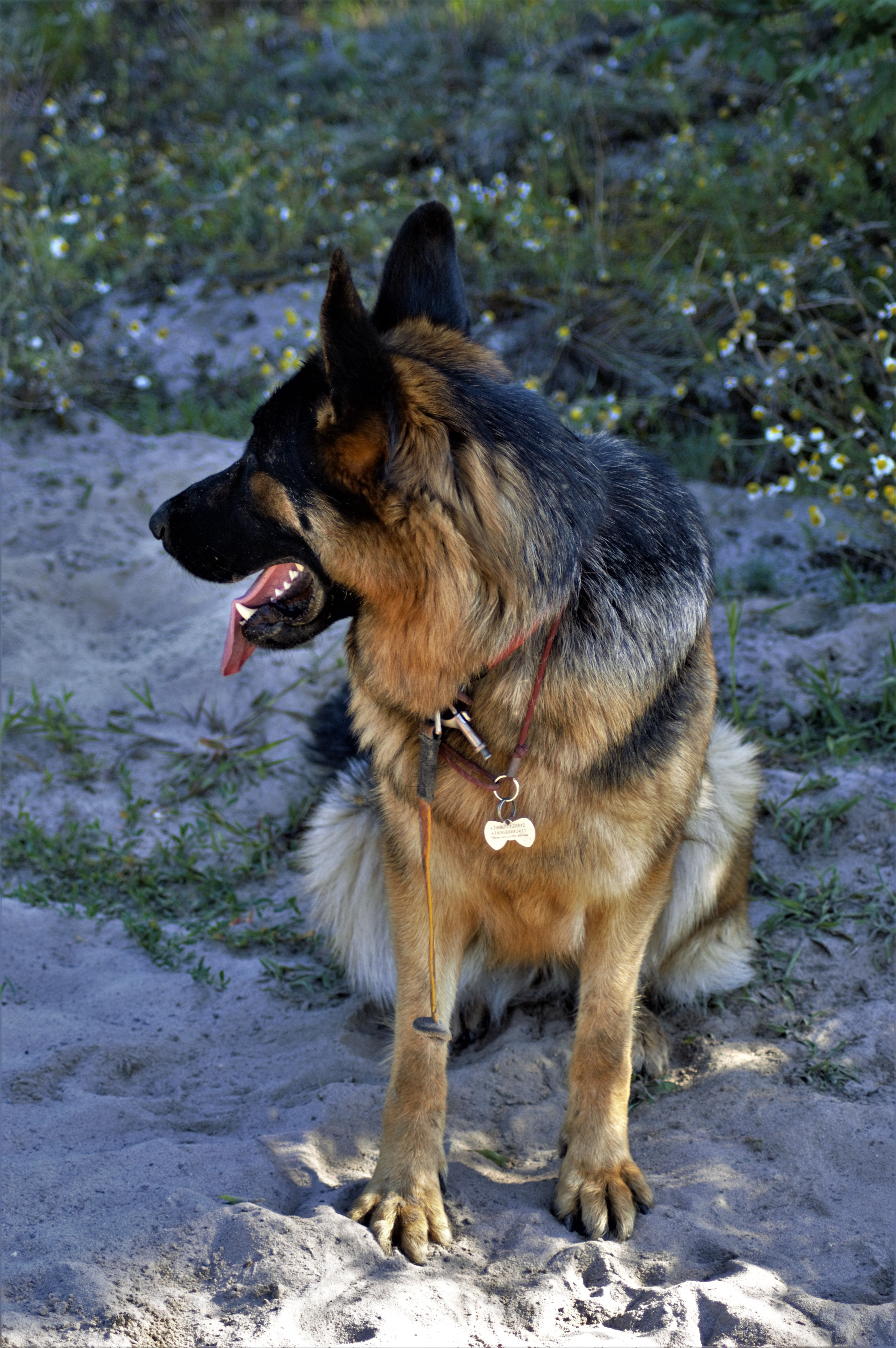 Dog Breed Photos, Download The BEST Free Dog Breed Stock Photos & HD Images
