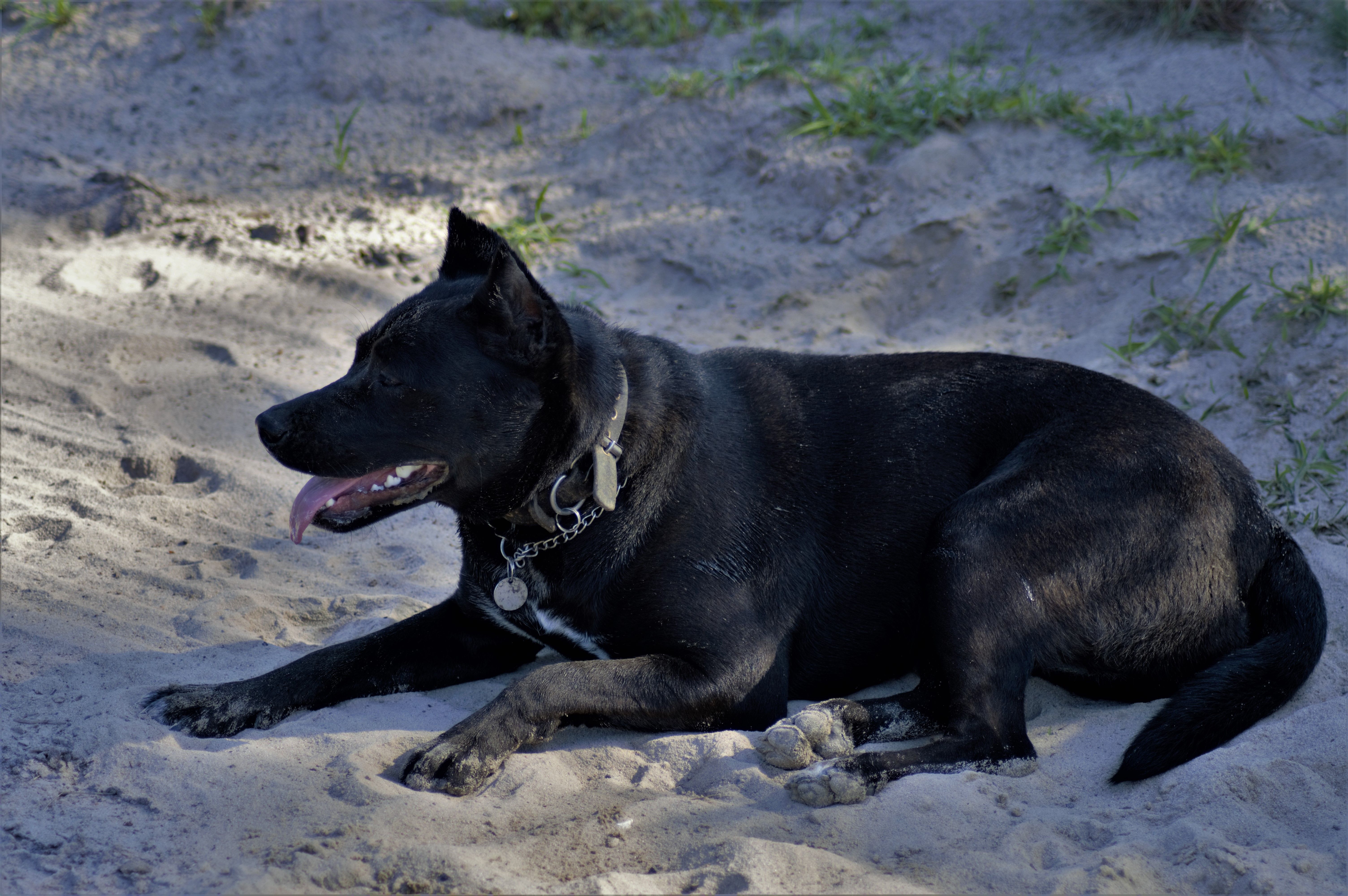 Gratis En sort hund slapper af på en sandstrand og nyder en solskinsdag udendørs. Lagerfoto