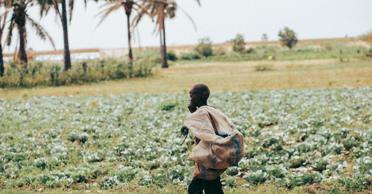 Innovación y desarrollo agrícola para potenciar la agroindustria y empleo rural en Zambia Innovación y desarrollo agrícola para potenciar la agroindustria y empleo rural en Zambia