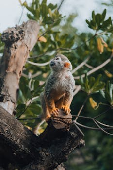 A lively monkey perched on a tree amidst lush greenery, captured outdoors.