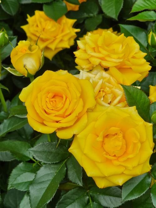 Free Close-up of vibrant yellow roses in full bloom, showcasing lush green leaves. Stock Photo