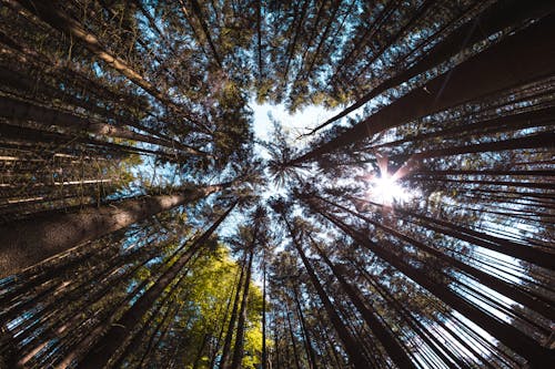 360 Degree Low Angle View of Trees in Forest