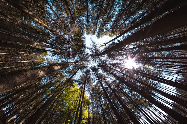 360 Degree Low Angle View Of Trees In Forest