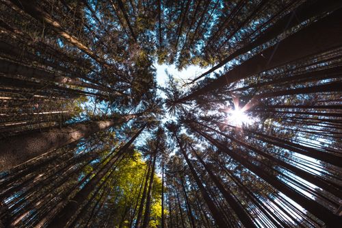 Free Stunning view of tree crowns with sunlight streaming in Police nad Metují forest. Stock Photo
