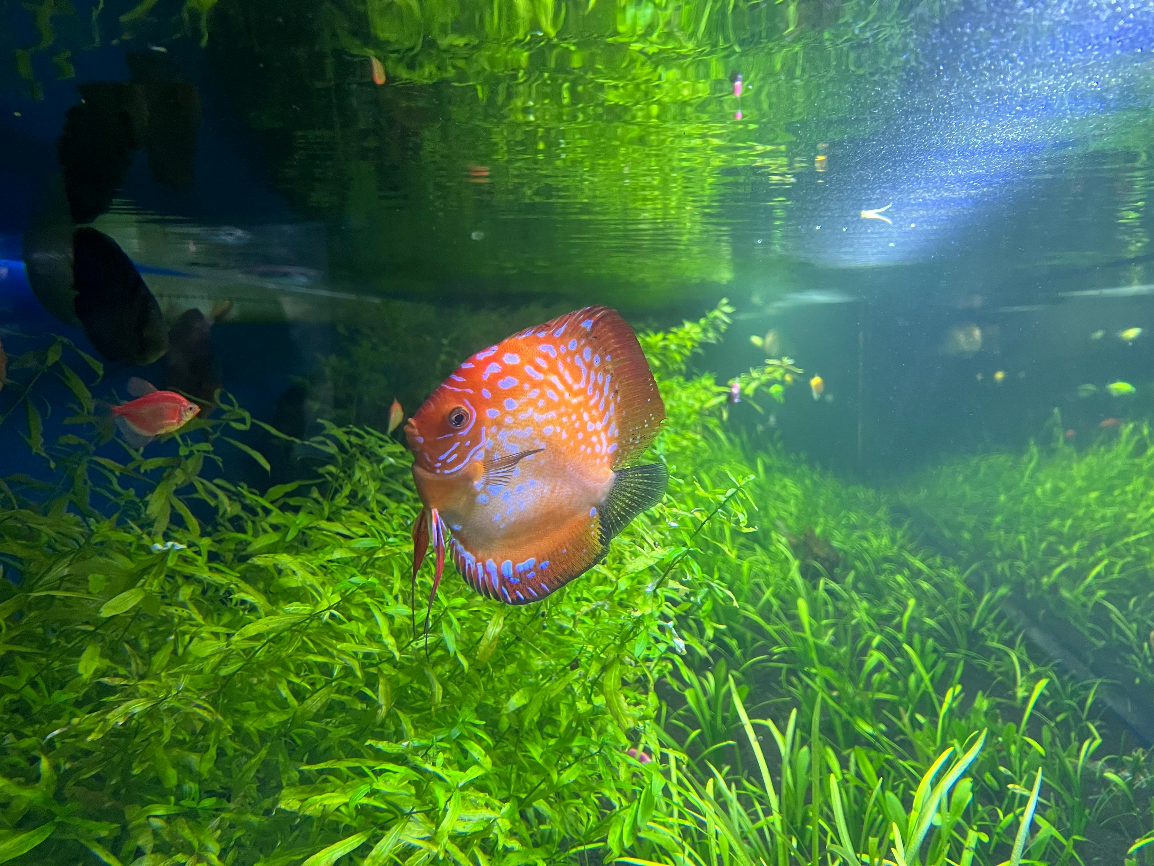 Colorful discus fish swimming in a vibrant aquarium, surrounded by lush green plants.