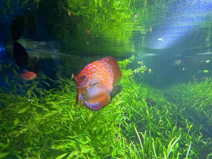Discus in a heavily planted aquarium