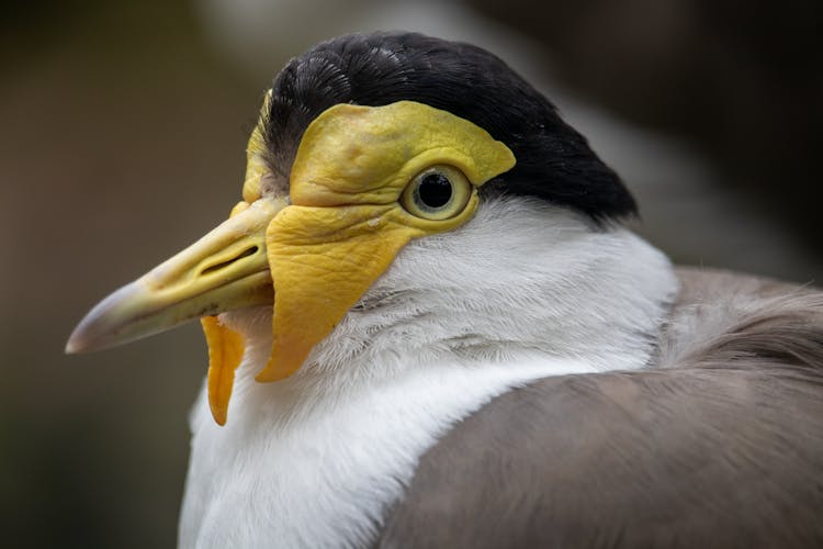 The Masked Lapwing Bird