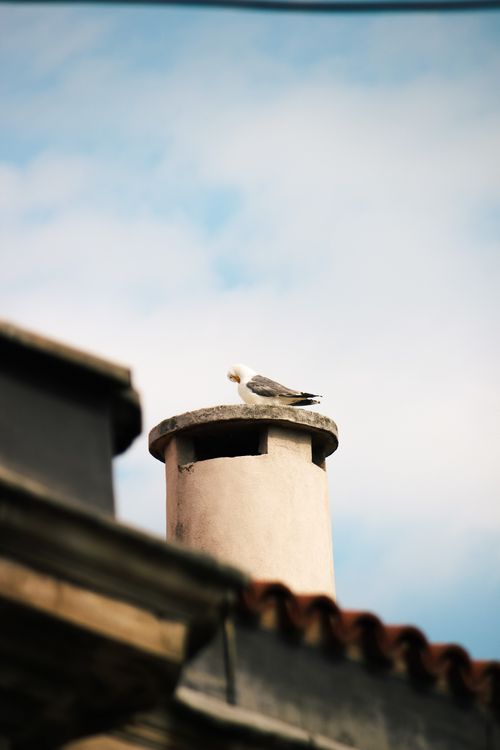 Free A seagull perches on a rooftop chimney under a bright blue sky, captured from below. Stock Photo