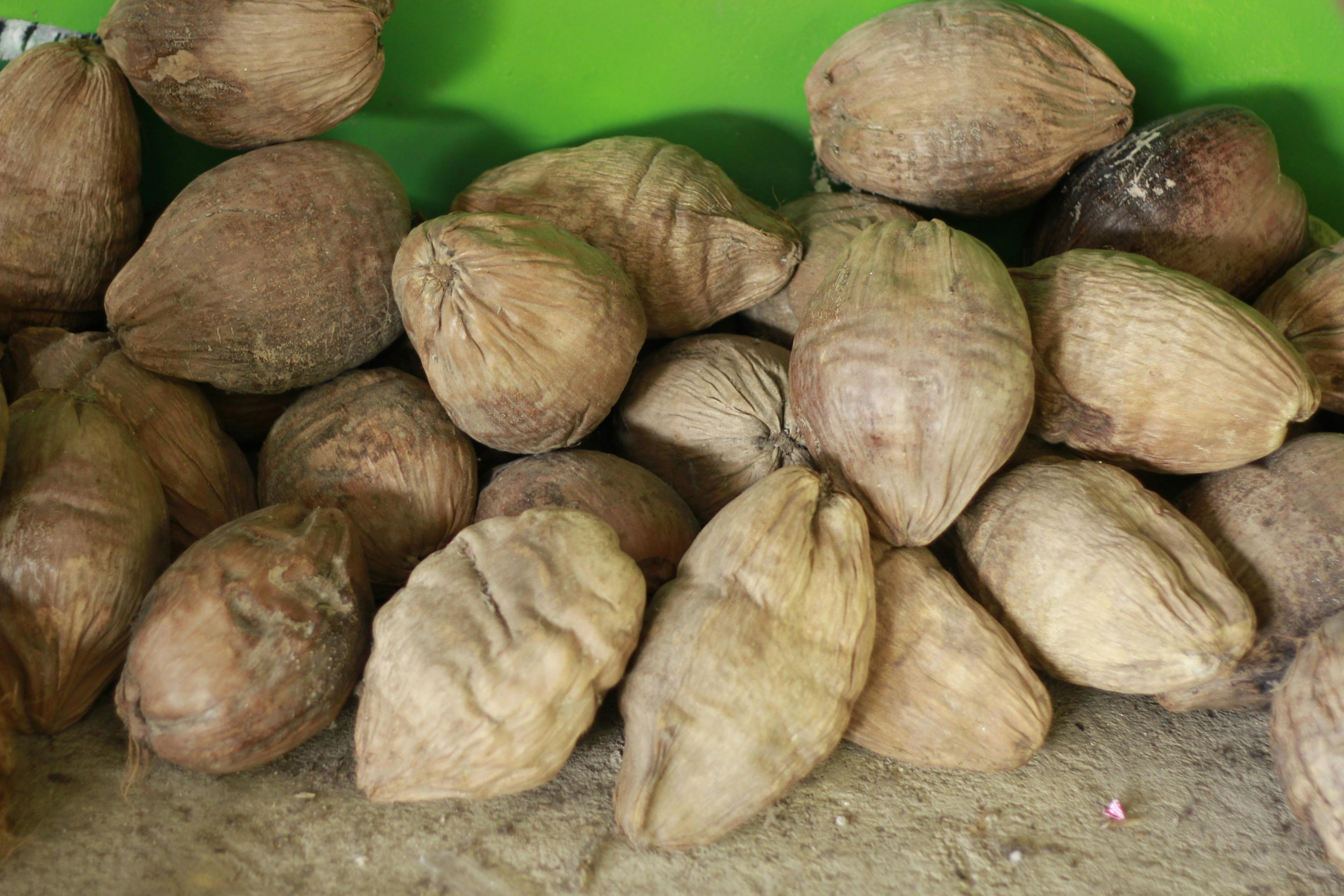 free-stock-photo-of-dry-coconuts