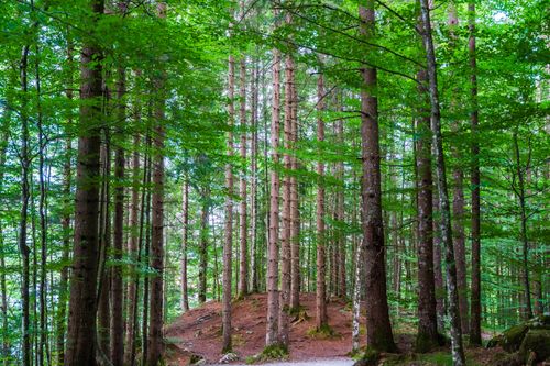 Free Serene forest scene capturing tall trees and lush greenery on a quiet pathway. Stock Photo