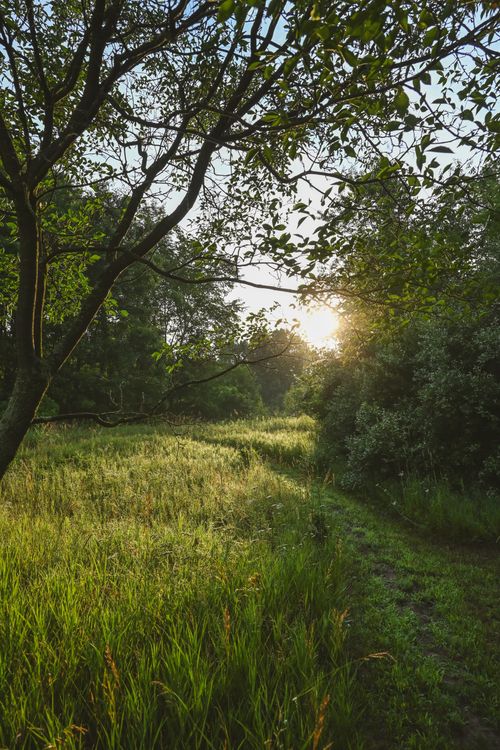 Free Capture of a peaceful sunrise over a lush green field in Alto, Michigan. Stock Photo