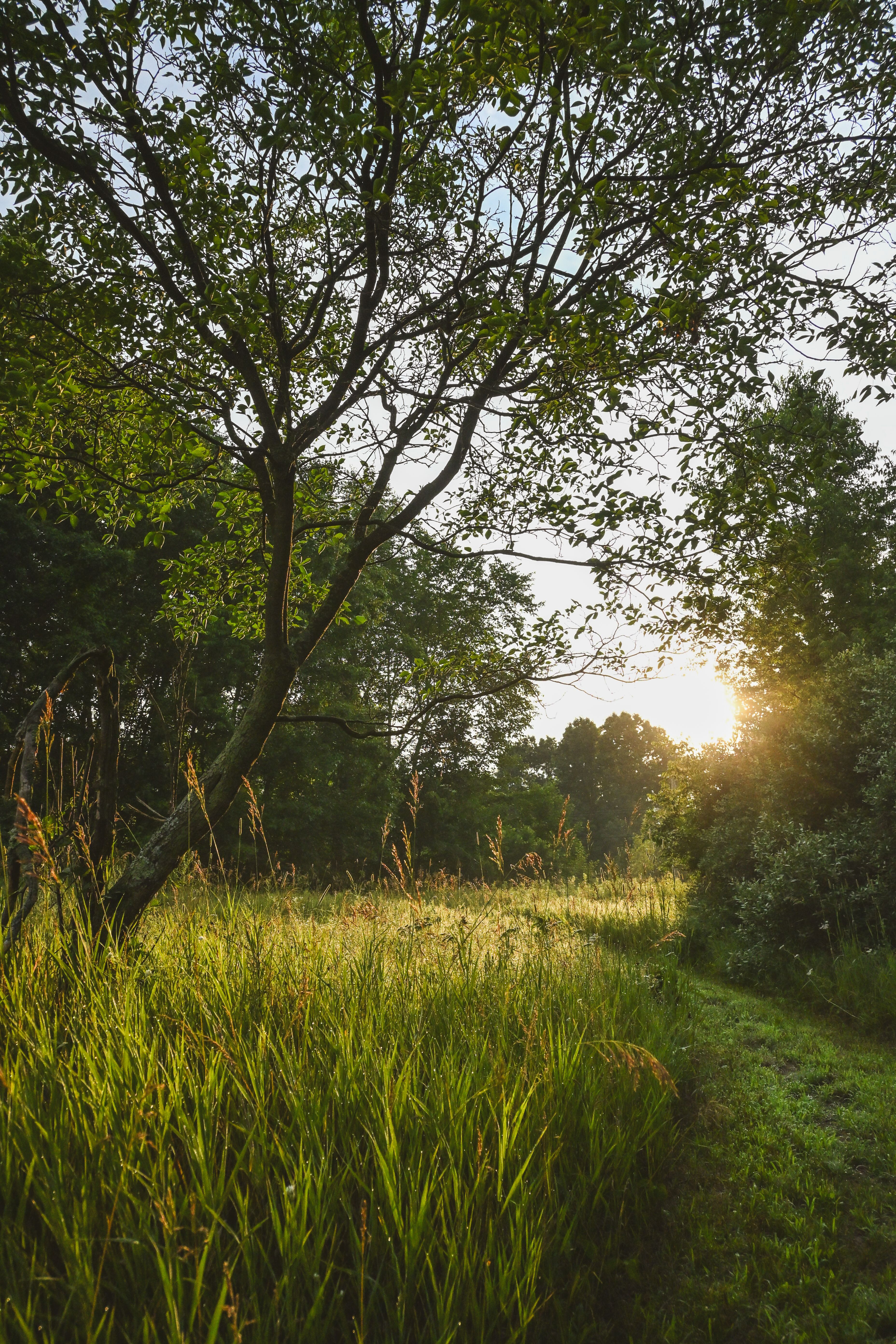 Serene Sunrise in Alto Michigan Countryside · Free Stock Photo